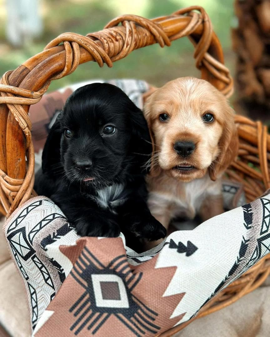 Beautiful spaniel in nature